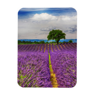 Lavender Field scenic, France Magnet