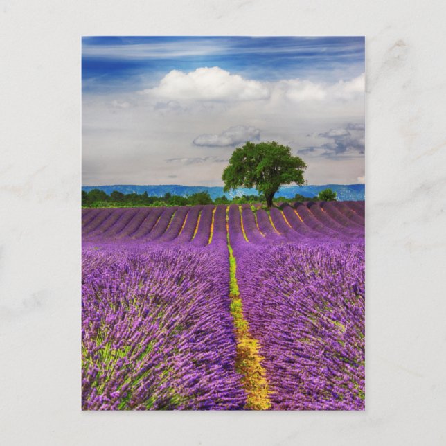 Lavender Field scenic, France Postcard (Front)