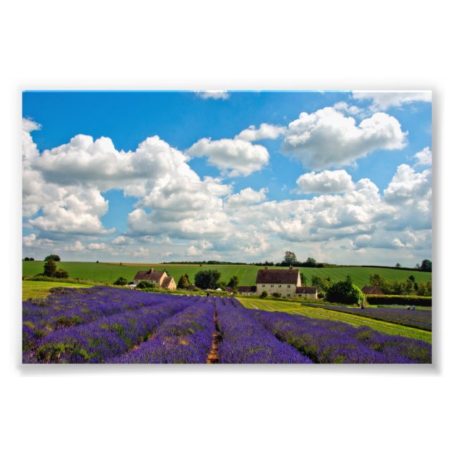 Lavender Field Summer Flowers Cotwolds England Photo Print (Front)