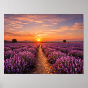 Lavender Field Sunset Provence Landscape Poster
