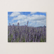 Lavender Field with Blue Sky and White Clouds