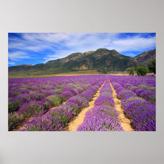 Lavender Fields Forever Poster (Front)