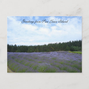 Lavender fields postcard