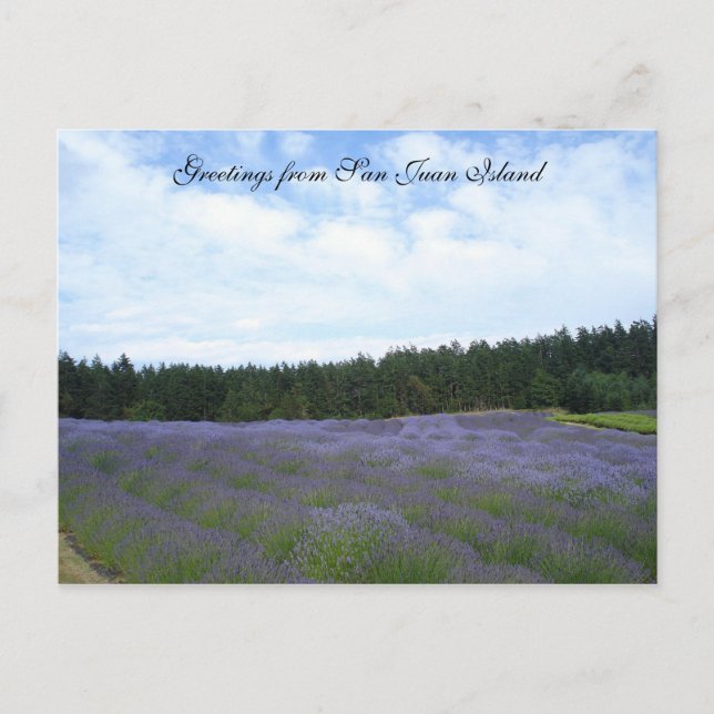 Lavender fields postcard (Front)