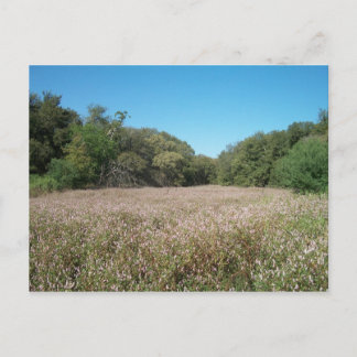 Lavender Fields Postcard