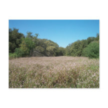 Lavender Fields Postcard