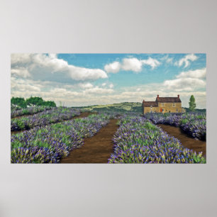 Lavender Fields Print