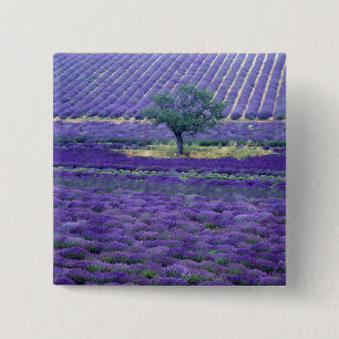 Lavender fields, Vence, Provence, France 2 Inch Square Button