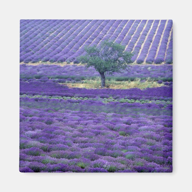 Lavender fields, Vence, Provence, France Magnet (Front)