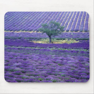 Lavender fields, Vence, Provence, France Mouse Pad