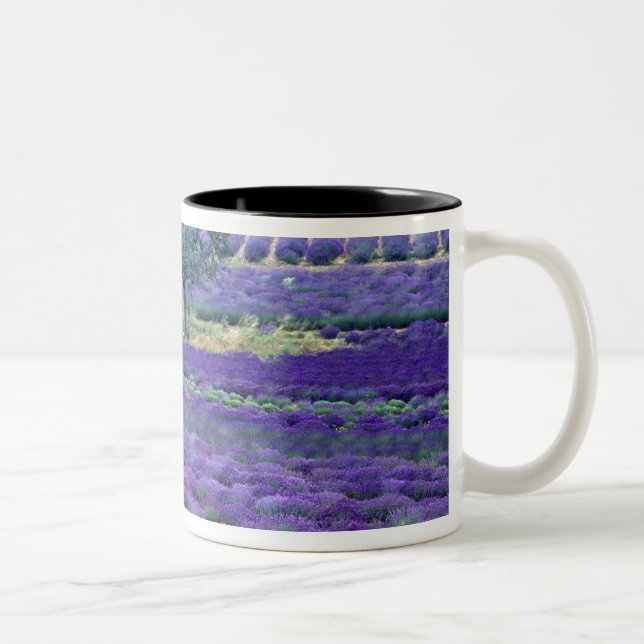 Lavender fields, Vence, Provence, France Two-Tone Coffee Mug (Right)