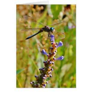 Lavender flower dragonfly