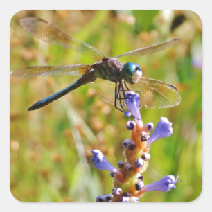 Lavender flower dragonfly square sticker