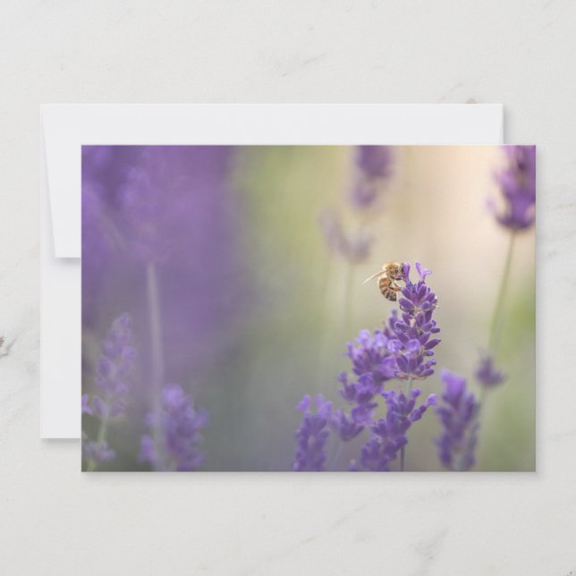 Lavender Flower Honeybee Carte photo de la nature (Devant)