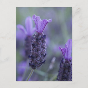 Lavender Flower Photo Postcard 