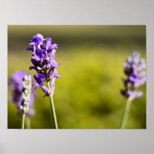 Lavender Flower Poster