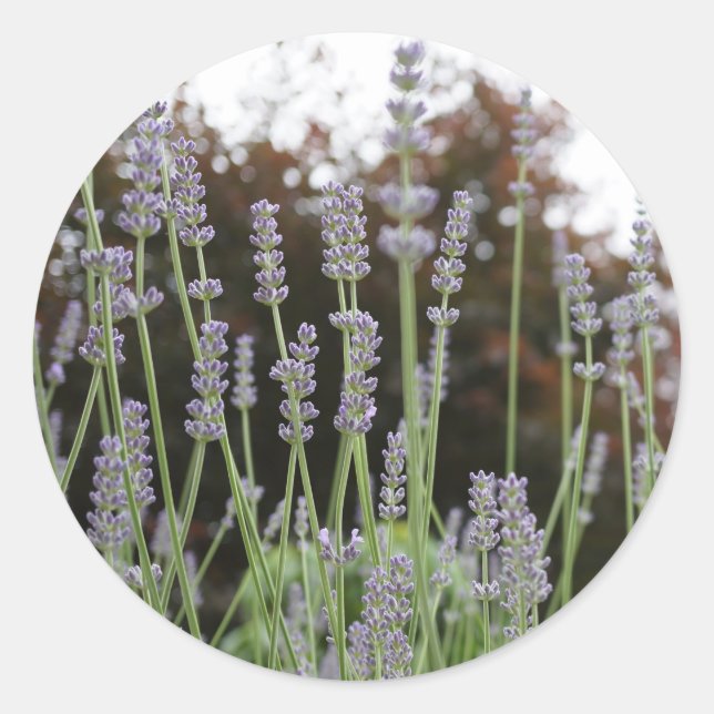 Lavender Flower Round Stickers (Front)