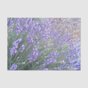 Lavender Flower Tissue Paper   Nature Photography