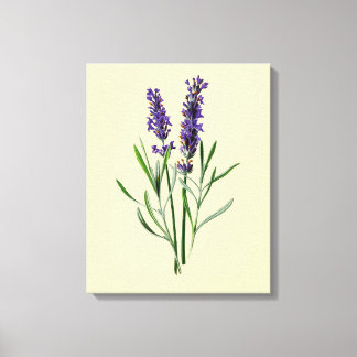 Lavender Flowers Canvas Print