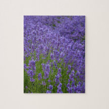 Lavender flowers
