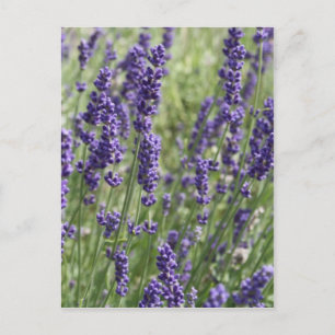 Lavender Flowers Post Card