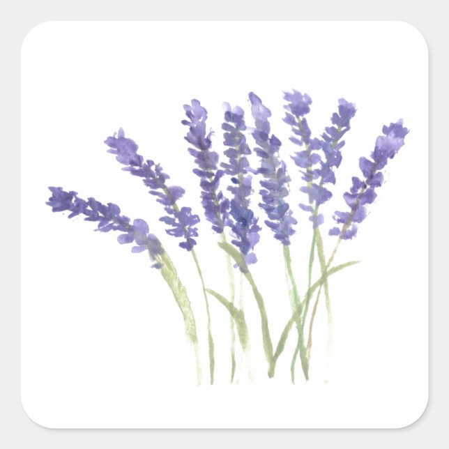 Lavender flowers watercolor rustic herbs floral square sticker (Front)