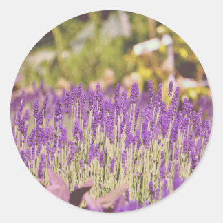 Lavender Garden Photographic Print Classic Round Sticker