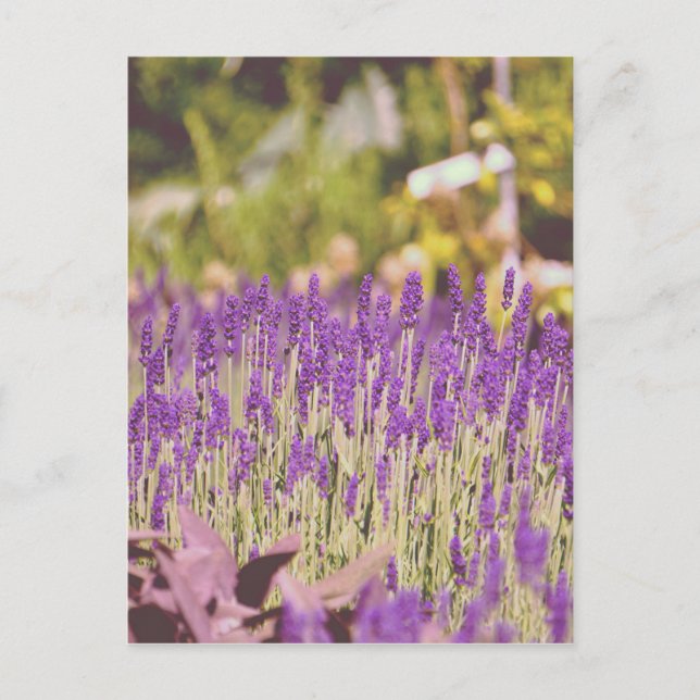 Lavender Garden Photographic Print Postcard (Front)