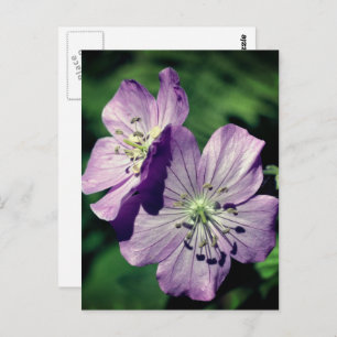 Lavender Geranium Flowers Personalized Postcard