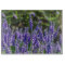 Lavender glass