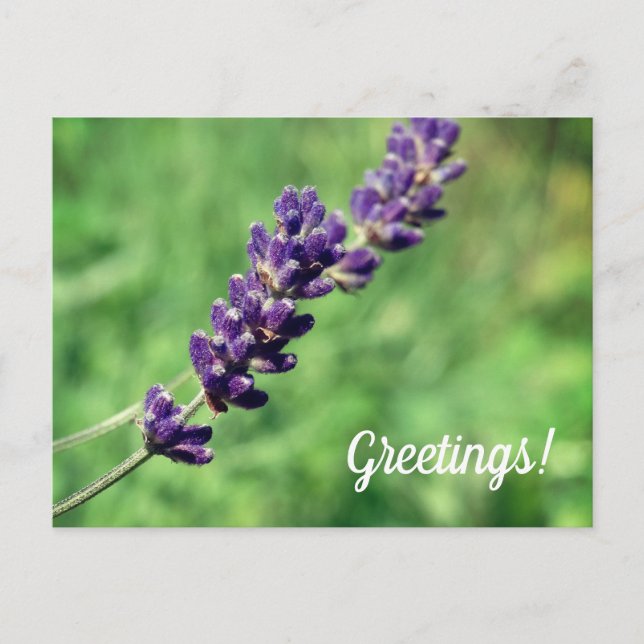 Lavender Greetings Postcard (Front)
