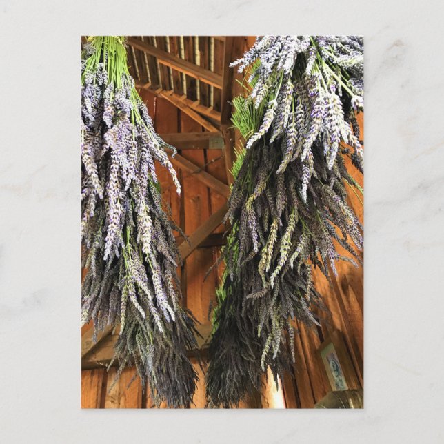 Lavender Hanging in a Barn Postcard (Front)
