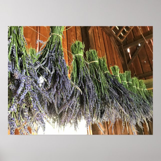 Lavender Hanging in a Barn Poster (Front)