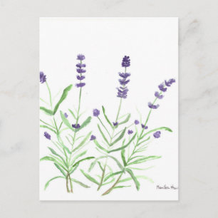 Lavender herb botanical print postcard