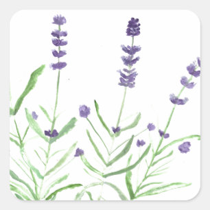 Lavender herb botanical watercolor purple rustic square sticker