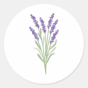 Lavender Herb Classic Round Sticker