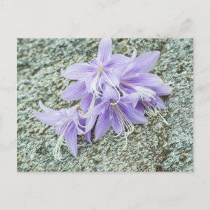 Lavender hosta flowers in full bloom postcard