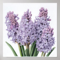 Lavender Hyacinth Flower Art Imprimer Poster
