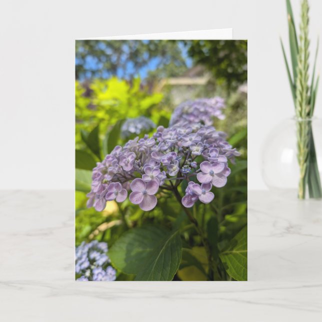 Lavender Hydrangea Blossoms Card (Front)
