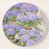 Lavender Hydrangea Macrophylla 'Enziandom' flowers