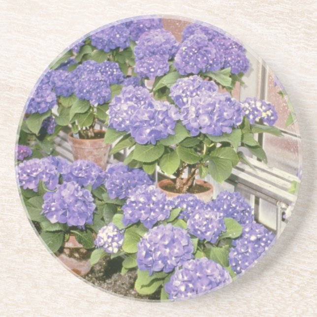 Lavender Hydrangea Macrophylla 'Enziandom' flowers Coaster (Front)