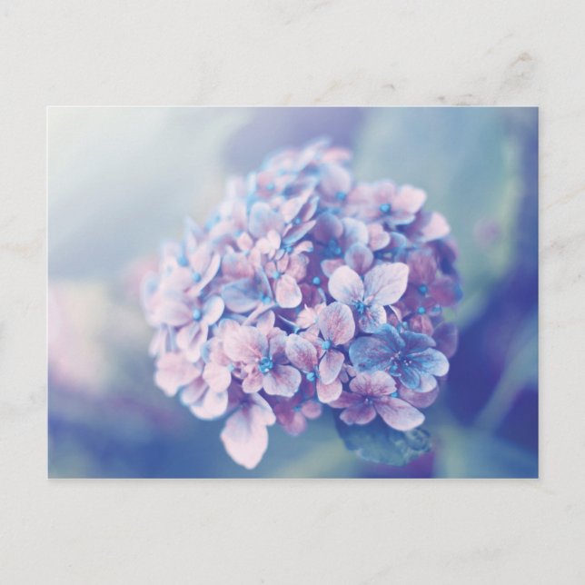 Lavender Hydrangea Postcard (Front)