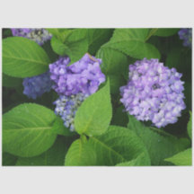 Lavender Hydrangea