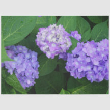 Lavender Hydrangea