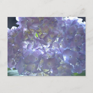 Lavender Hydrangeas Postcard