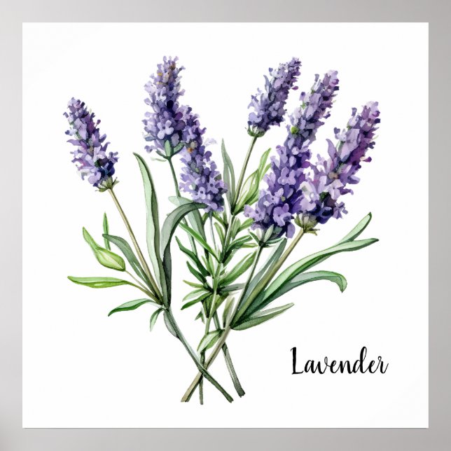 Lavender Illustration Botanical Poster (Devant)
