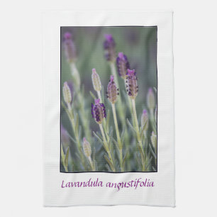 Lavender in Bloom Kitchen Towel