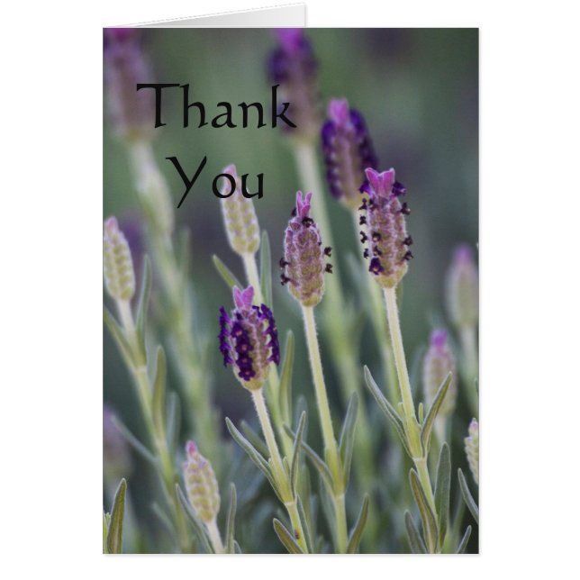 Lavender in Bloom Thank you (Front)