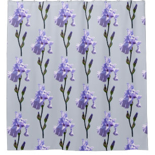 Lavender Iris and Buds