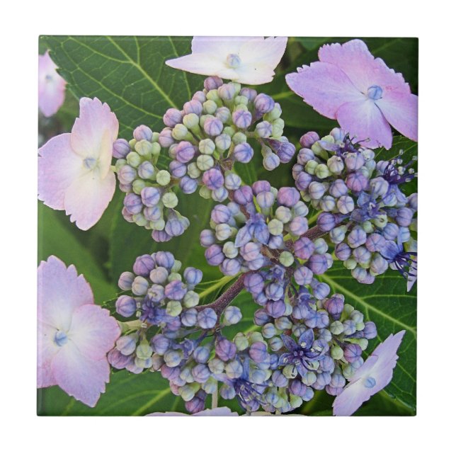 Lavender Lace Cap Hydrangea Bloom Tile (Front)